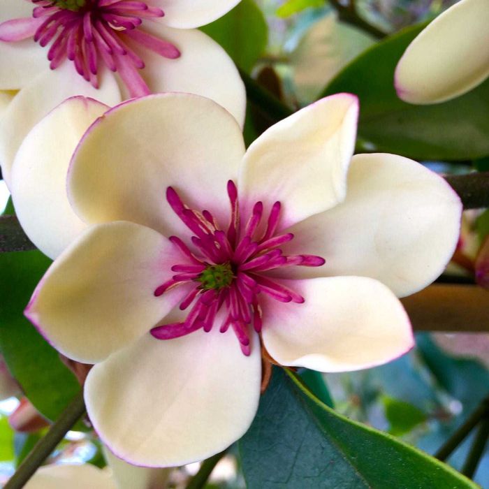 Magnolia wieczniezielona "White Caviar", piękny zapach!