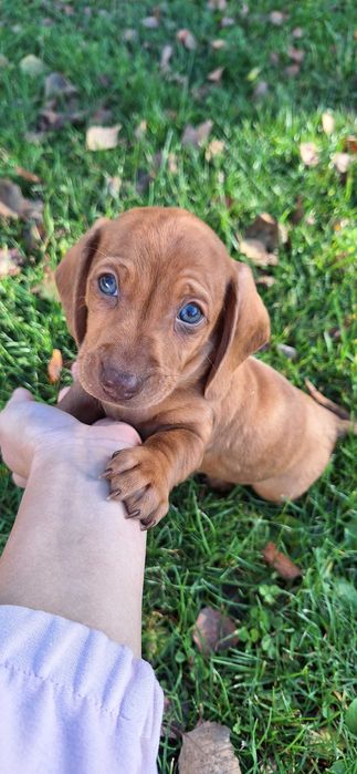 Jamnik krótkowłosy rudy merle piesek!