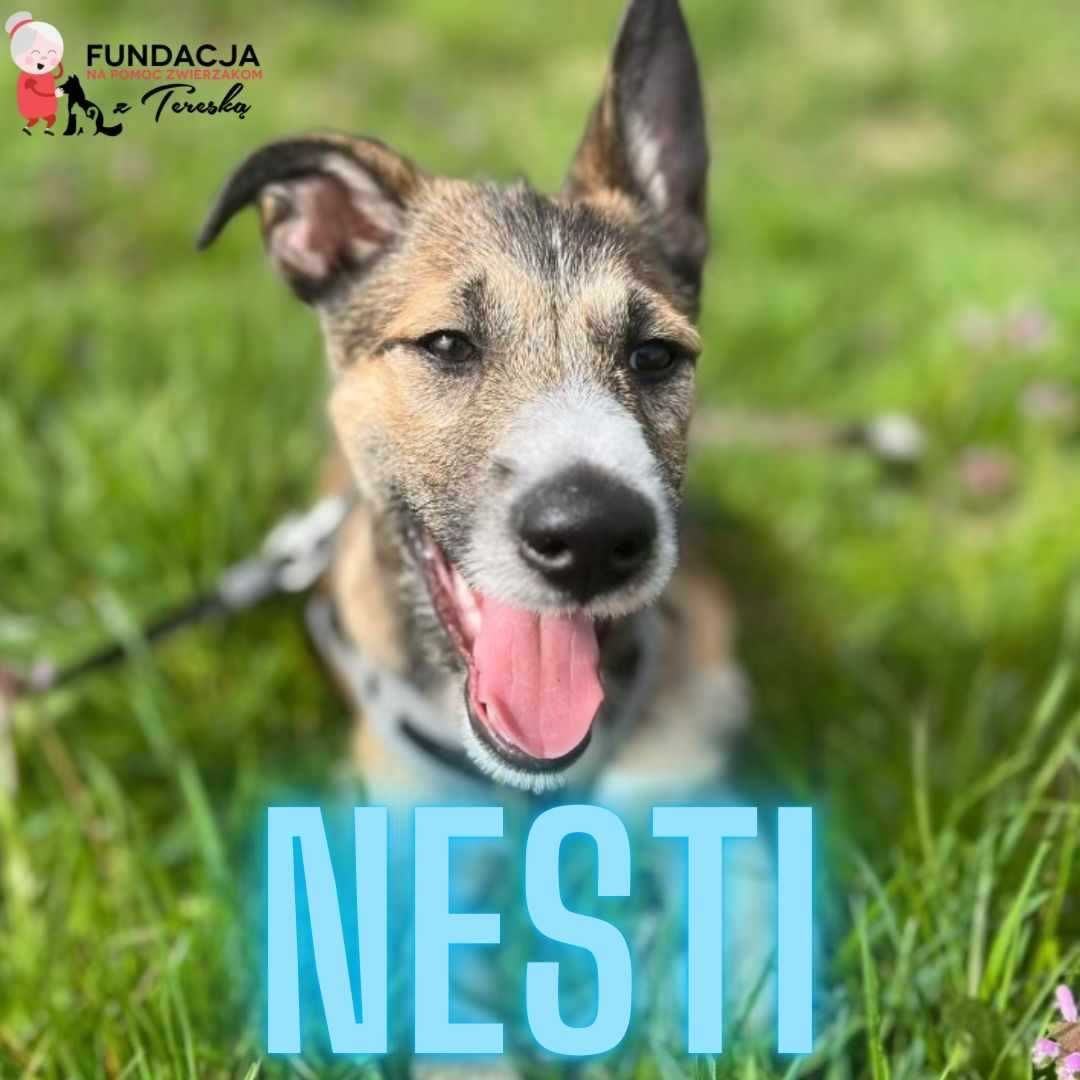 Nesti - szczeniak do adopcji