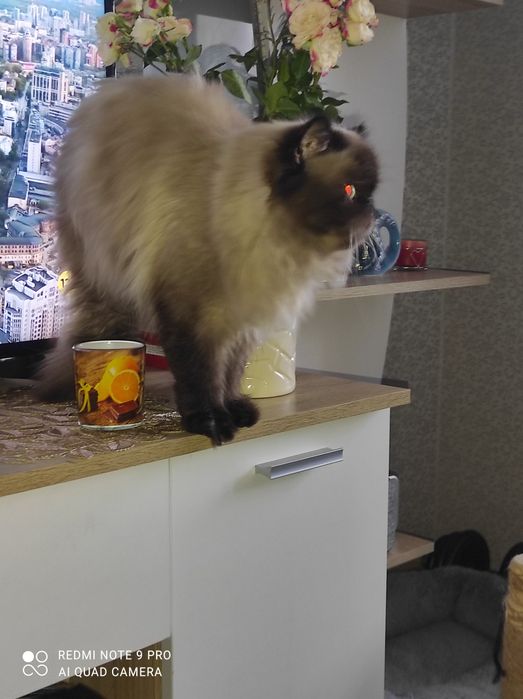 Гімалайський Перс