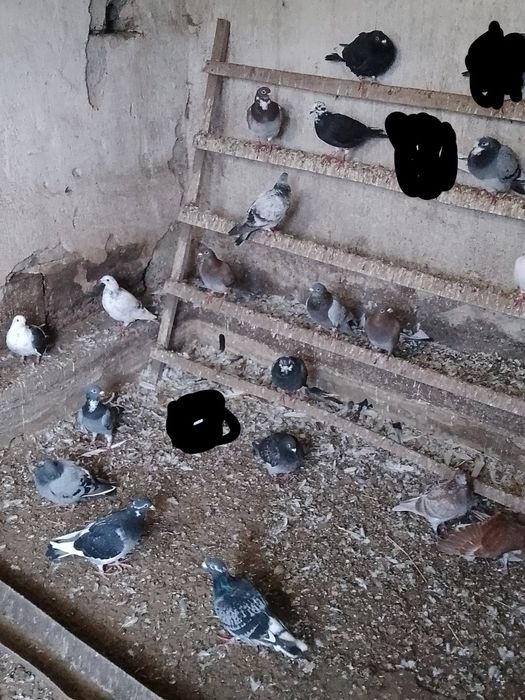 Gołąb gołębie pocztowe młode