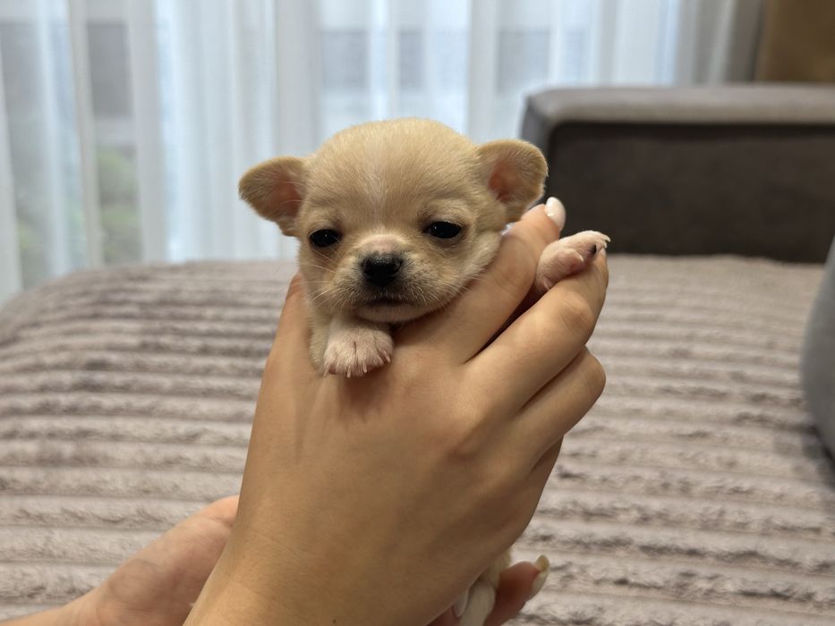 Хлопчики чихуахуа
