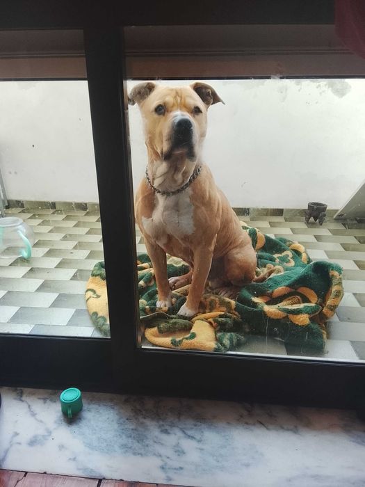 Adoção responsável