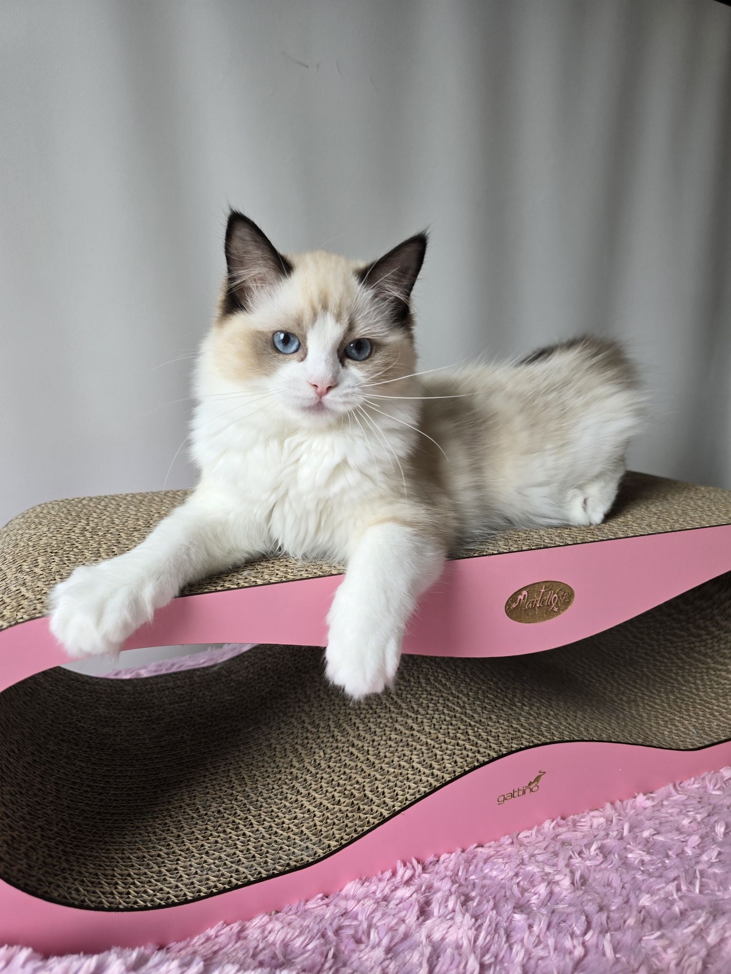 Ragdoll kotka seal bicolour