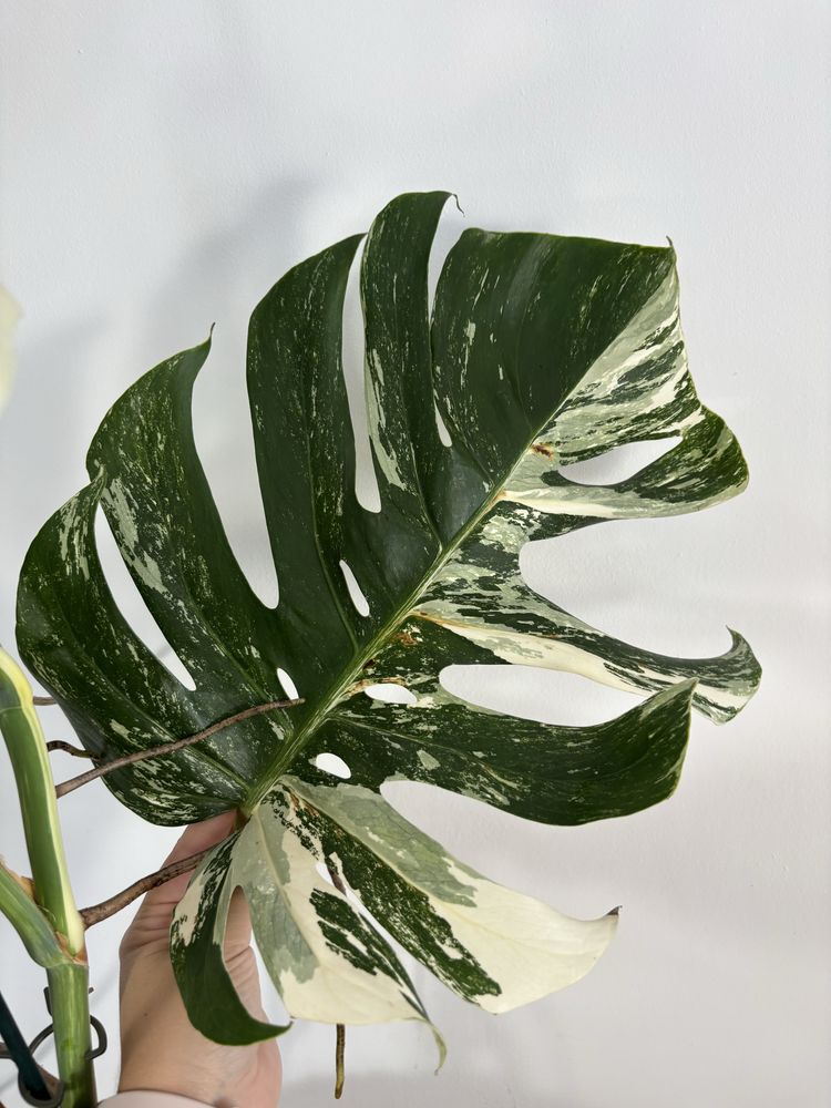Monstera variegata MV28XXL