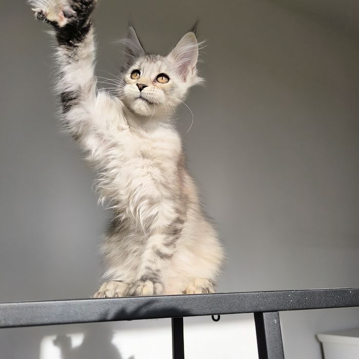 Kotka Maine Coon czarny ze srebrem - rodowód FPL