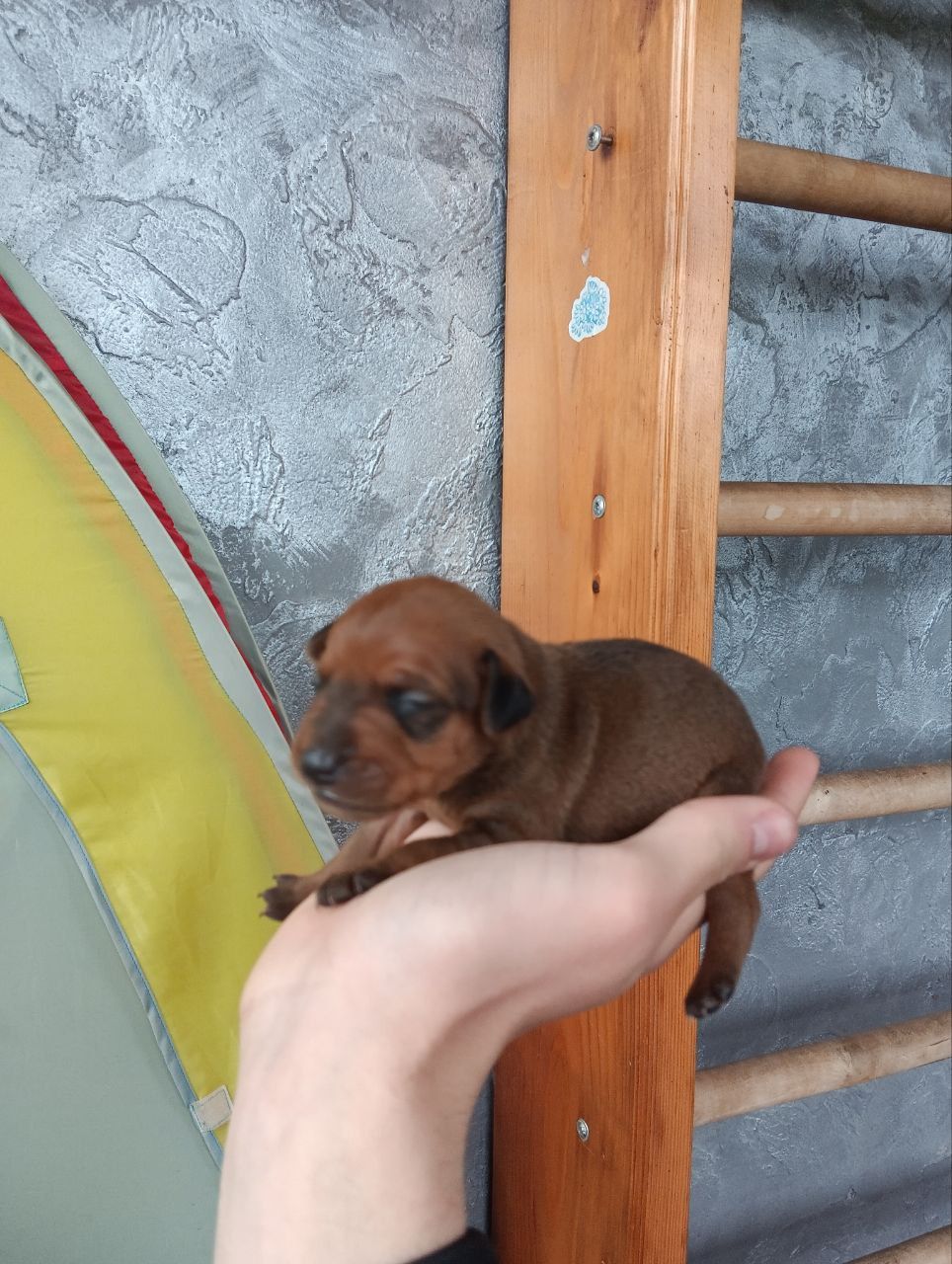 Цуценята карликового пінчера