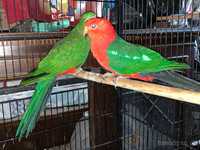 Casal de king parrot adulto