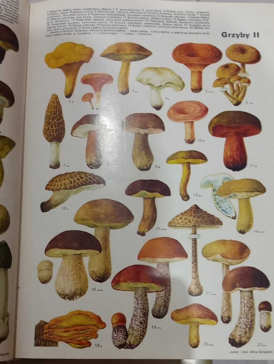 Encyklopedia Powszechna PWN 5tomów.