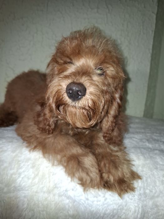 Пуделя мальчики 6 месяцев.