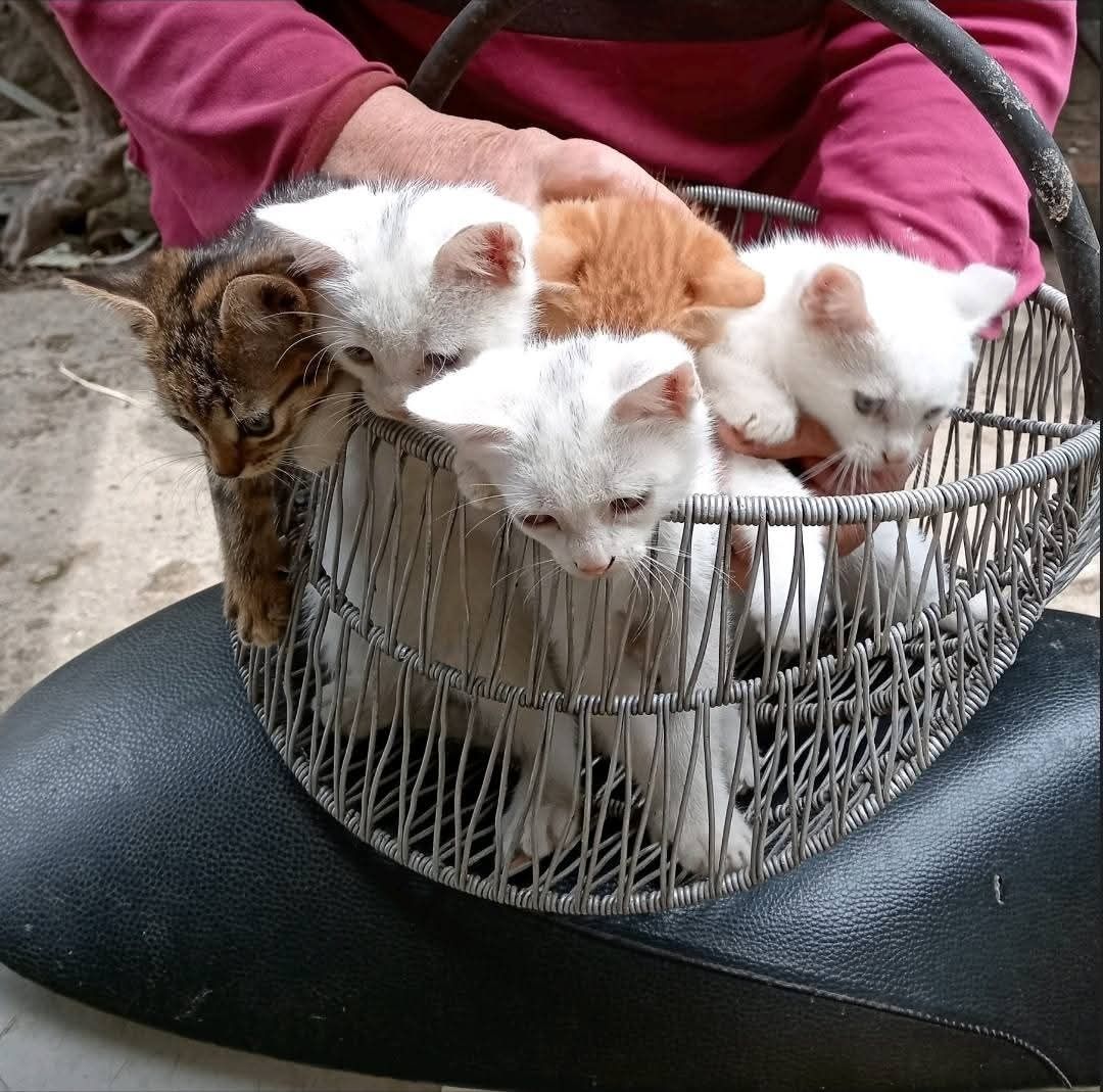 Кошенята шукають люблячих господарів