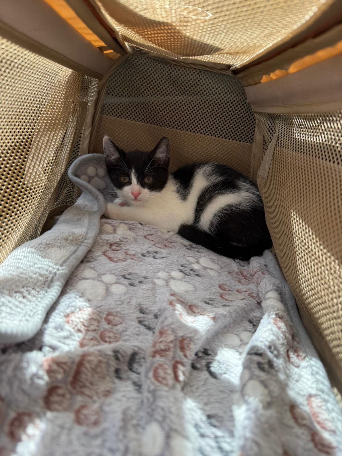 Słodki koteczek do adopcji