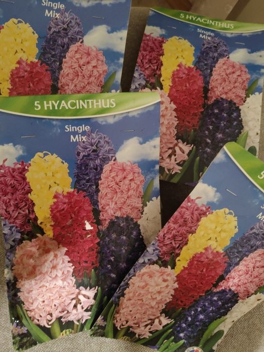 Гиацинт. Луковицы гиацинта. Цибулини гіацинту