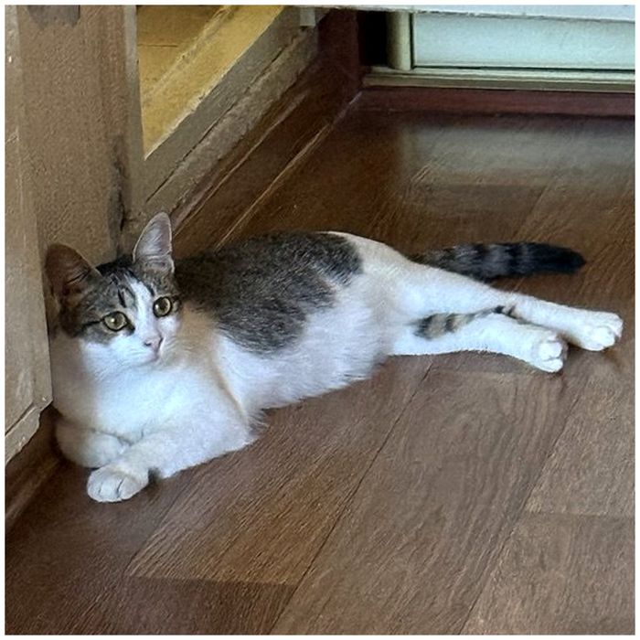 молода кішечка, ніжна, добра, щеплена, стерильна, шукає дім