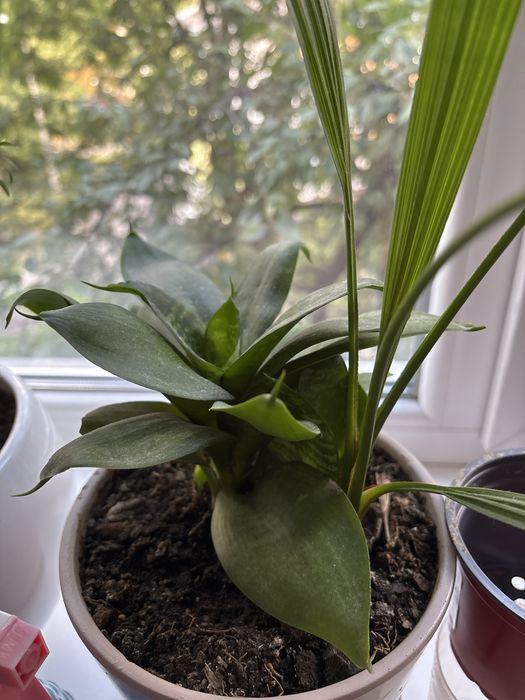 Віддаю щепки від вазонів кімнатних