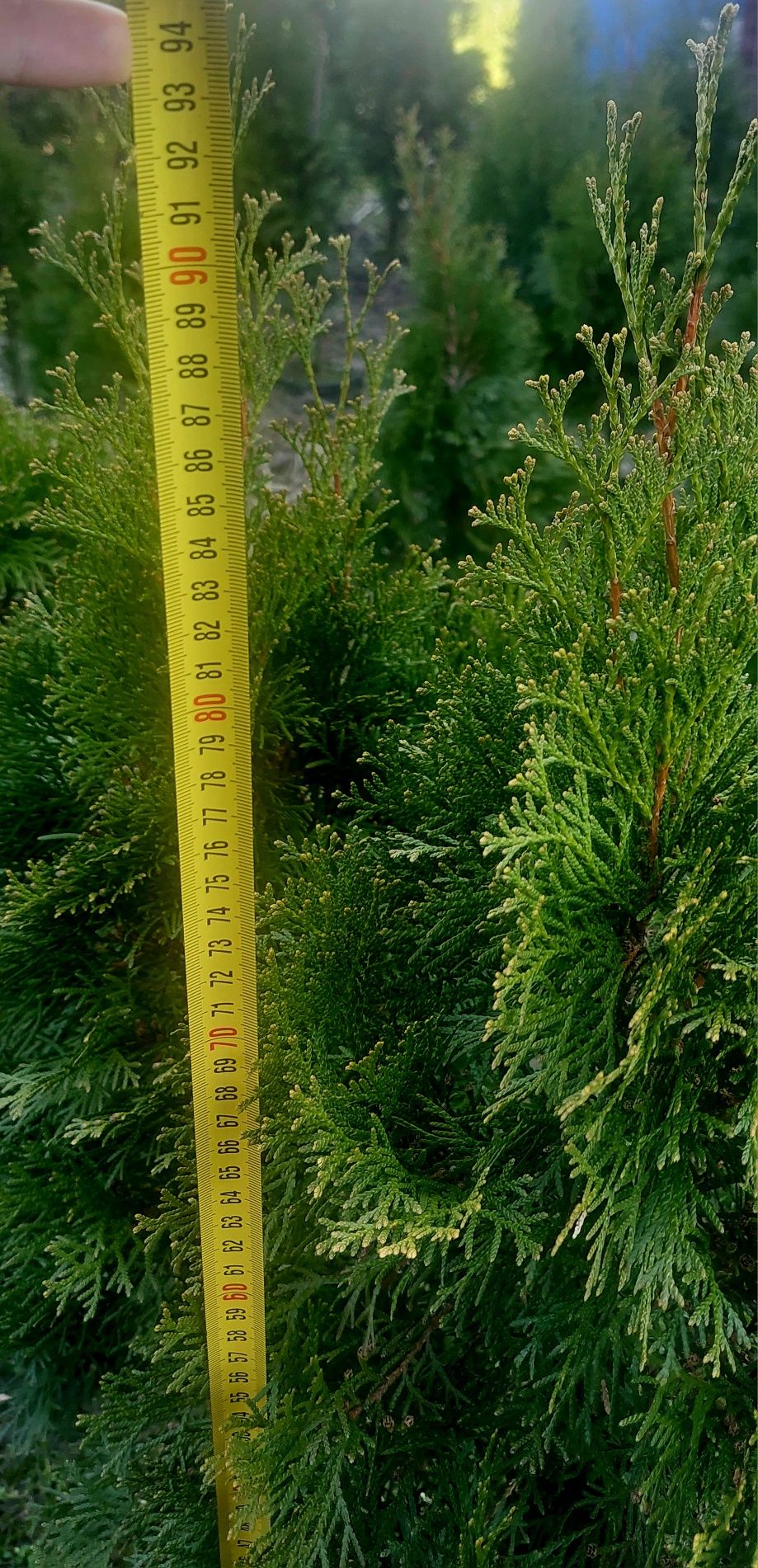 Tuja szmaragd 90-125 cm