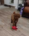 Caniche vermelho