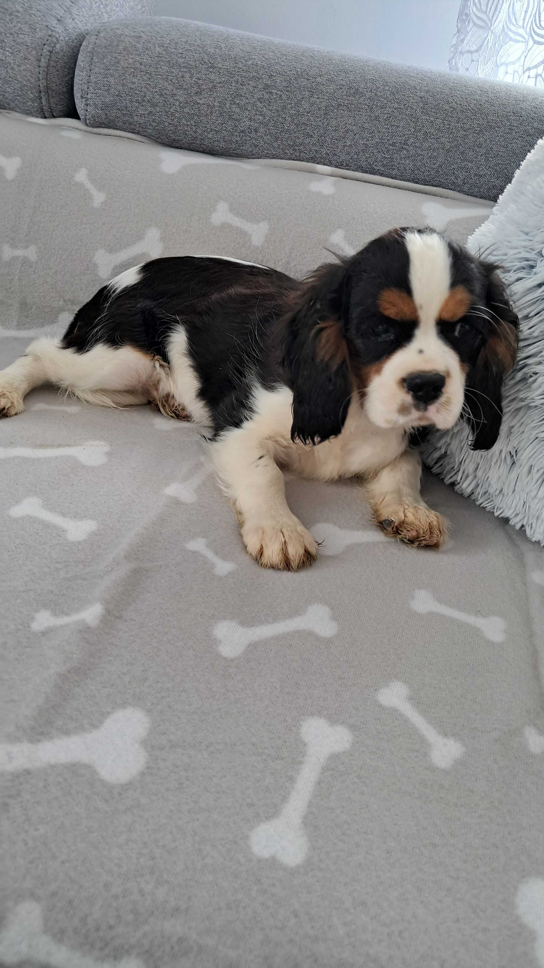 Sprzedam Cavalier king spaniel do odbioru chlopiec