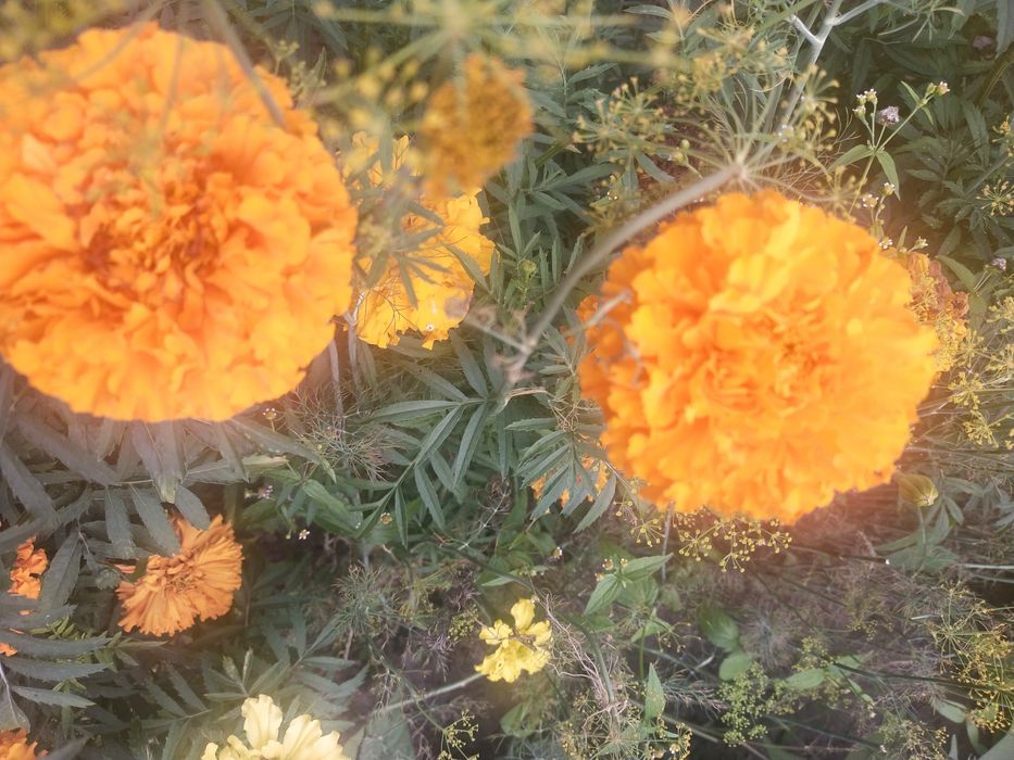 Aksamitka wysoka, nasiona