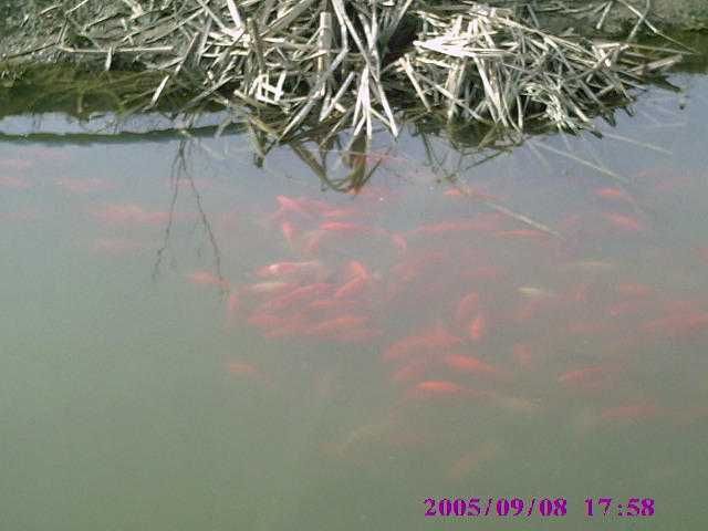 węgorz europejski ilość ograniczona 1szt 7zł i inne tołpyga amur karp