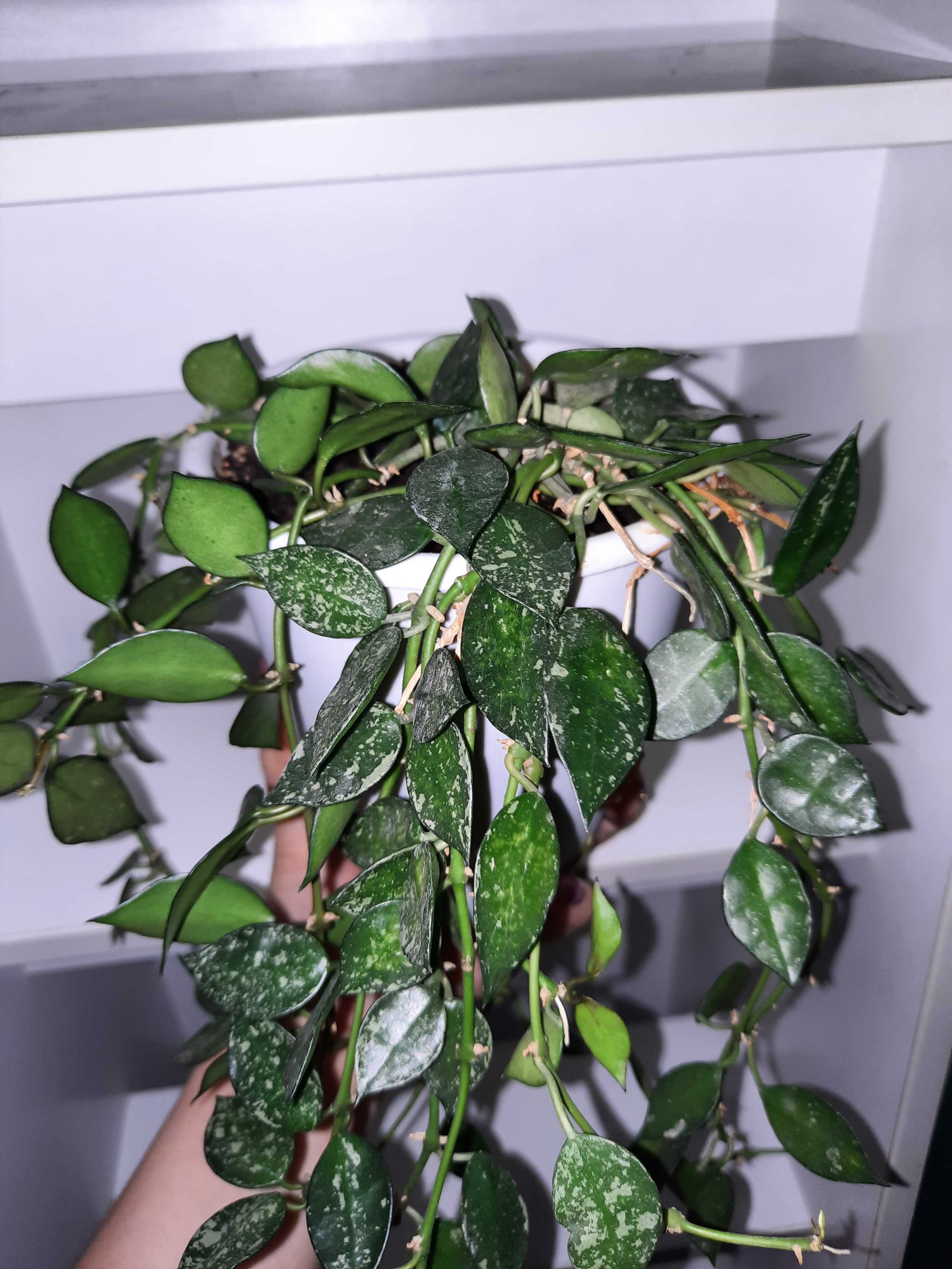 Хойя Лакуноза Эскимо Сильвер /Hoya Lacunosa Eskimo Silver  Доросла