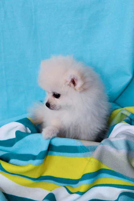 шпиц померанский шпіц мініатюрний з родоводом НЕ РОЗПЛІДНИК дівчинка