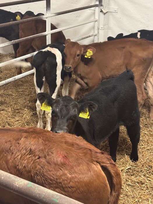 Sprzedam byki jałówki mięsne Giżycko dostawa cała Polska w cenie