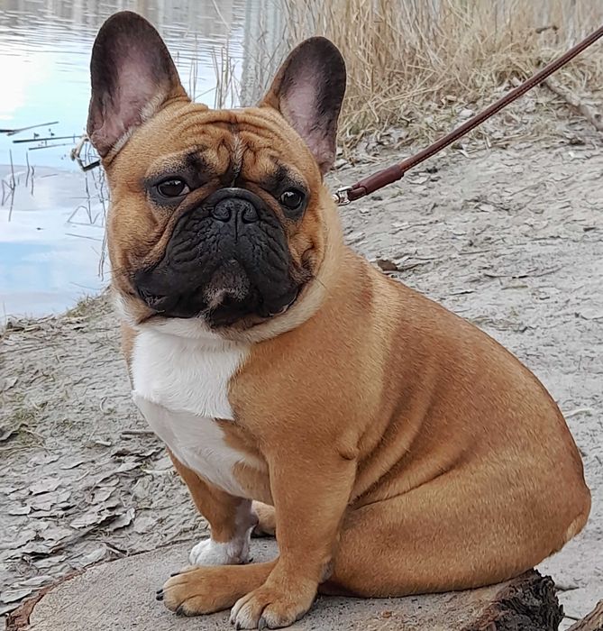 Французский бульдог, вязка. Француз-хлопчик шукає дівчинку для в’язки