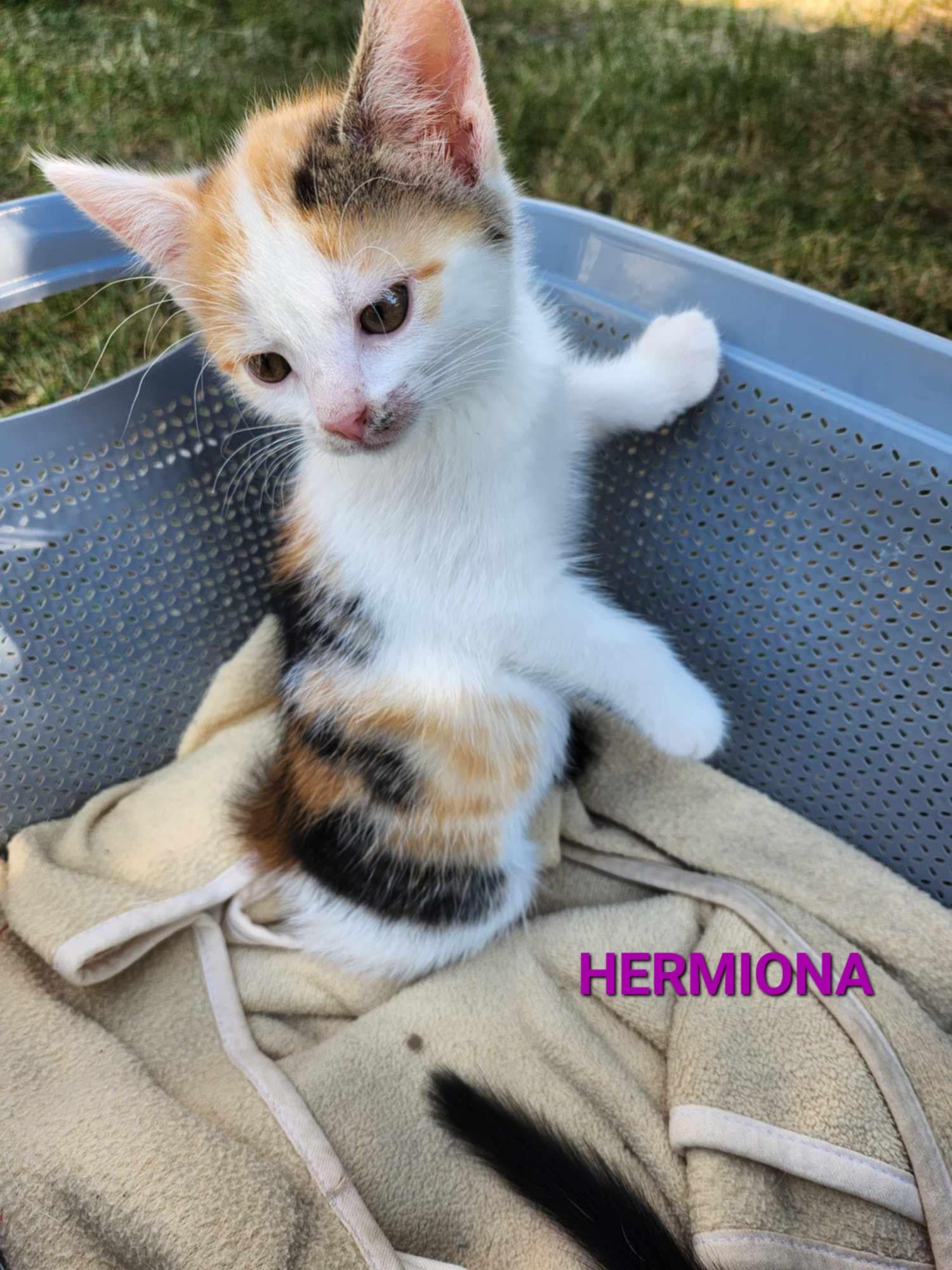 Kotki kocury młode do adopcji niekupujadoptuj rude