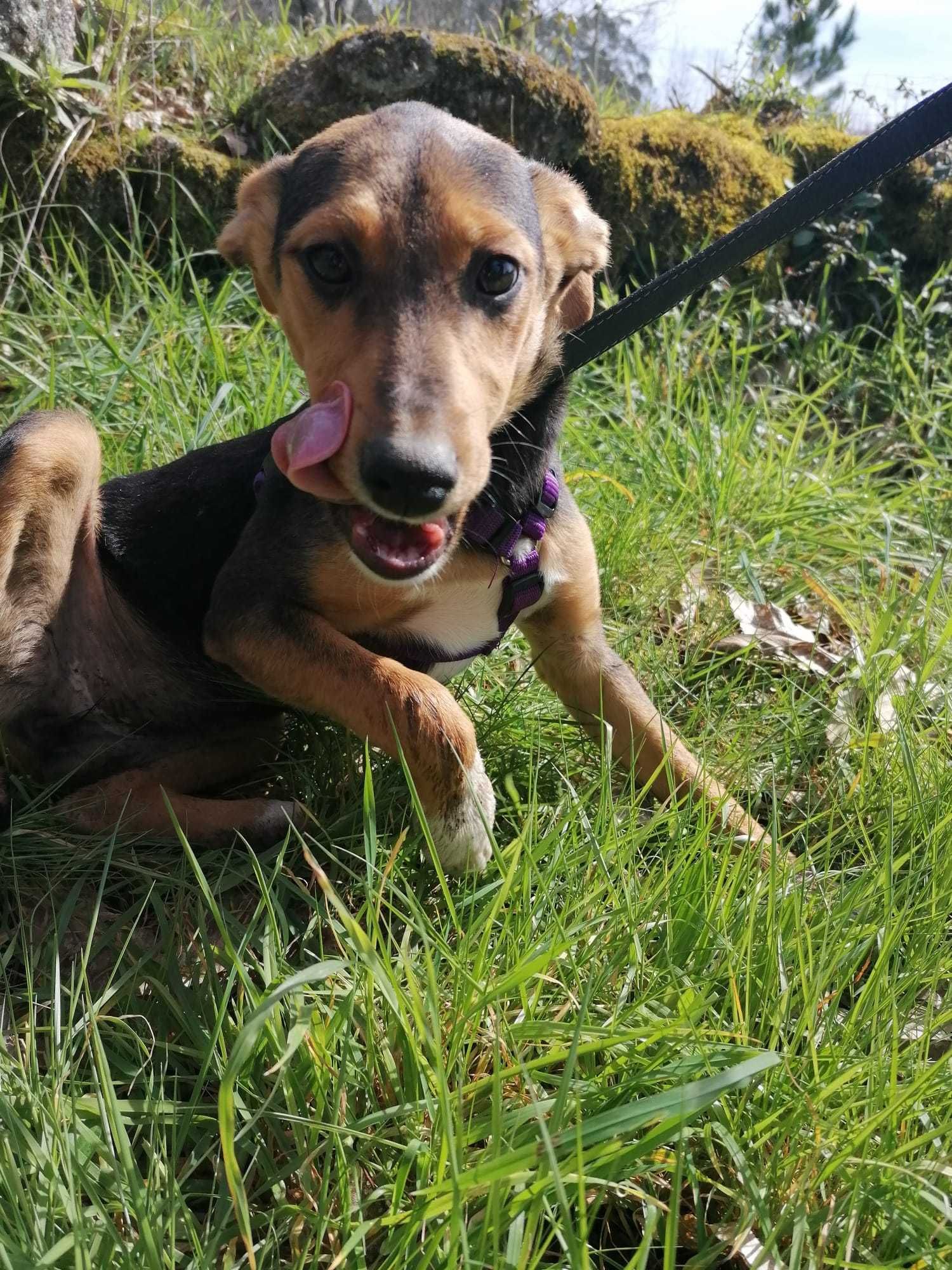 Cachorrinha para adoção responsável