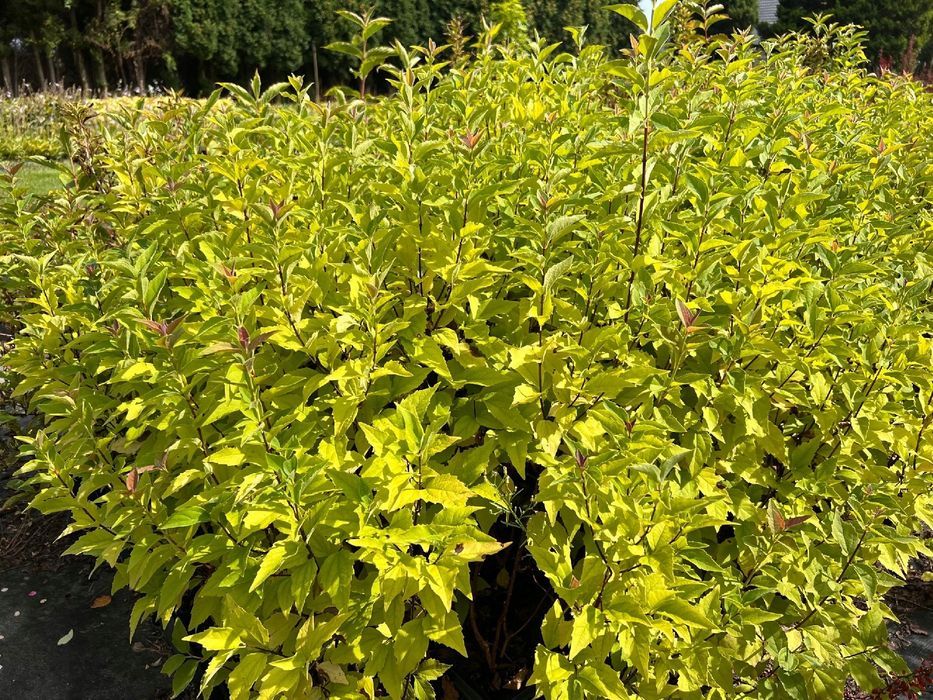 Jasminowiec wonny 'Rosamunde' (Philadelphus coronarius) Doniczka 2.0L
