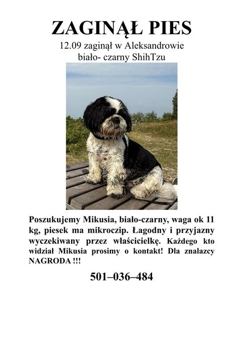 Zaginął piesek shihtzu