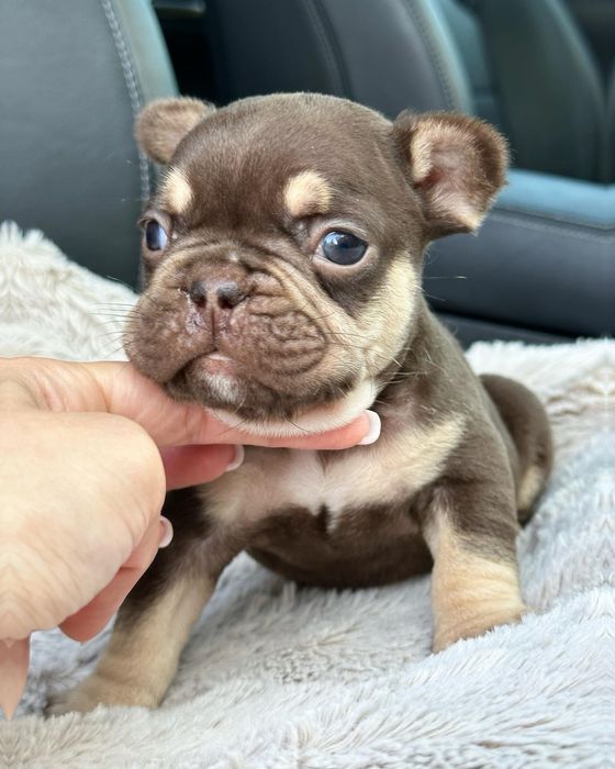 Французский бульдог мальчик мини