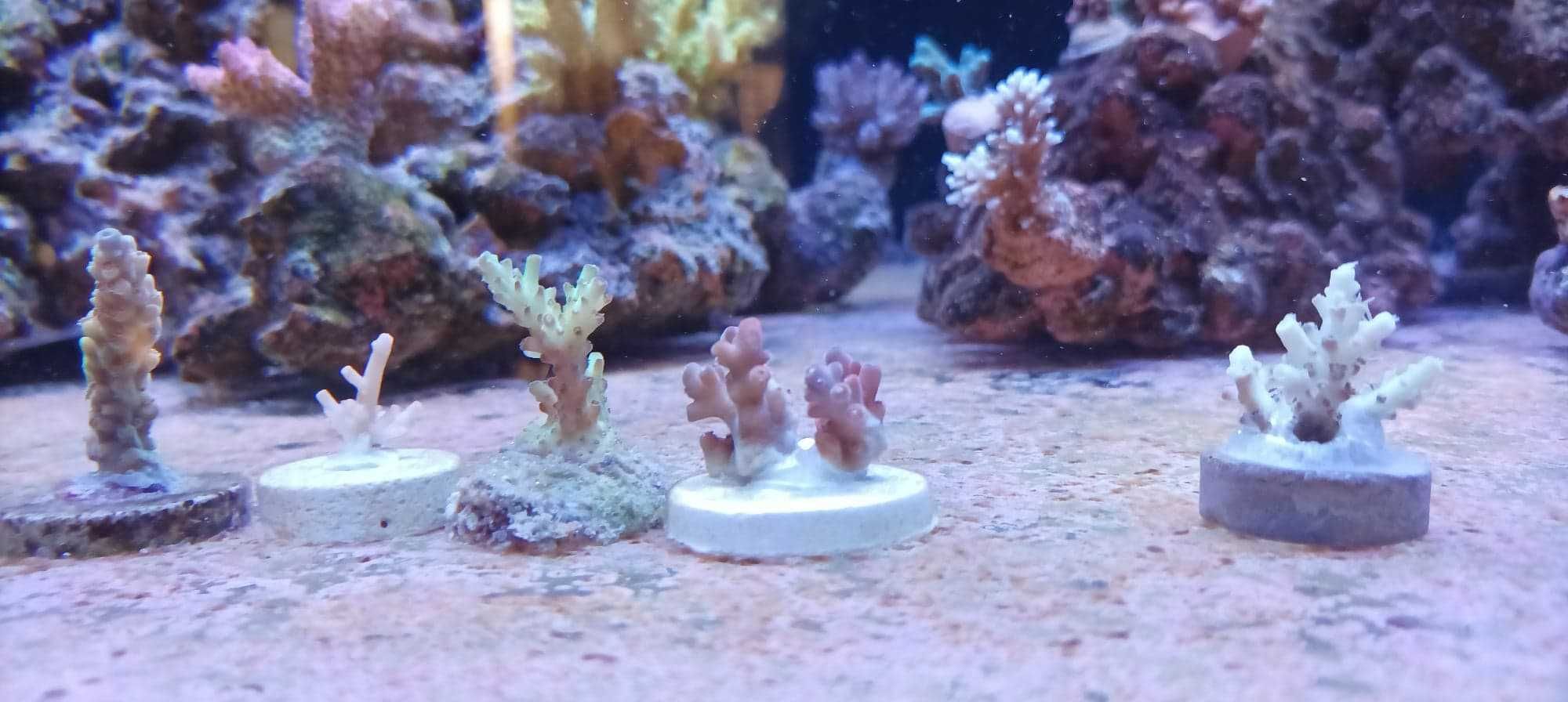 Acropora strawberry koralowce sps szczepki akwarium morskie