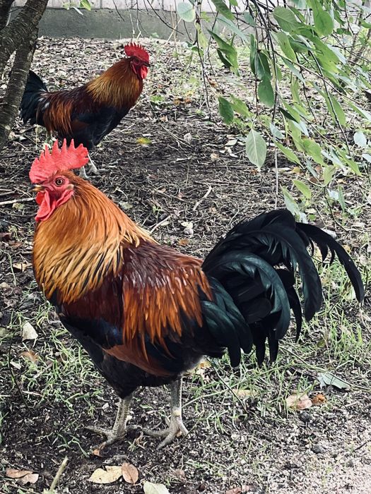 Kogut koguty zielononozki 5 mc z wolnego wybiegu