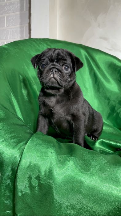 Щеночки мопса