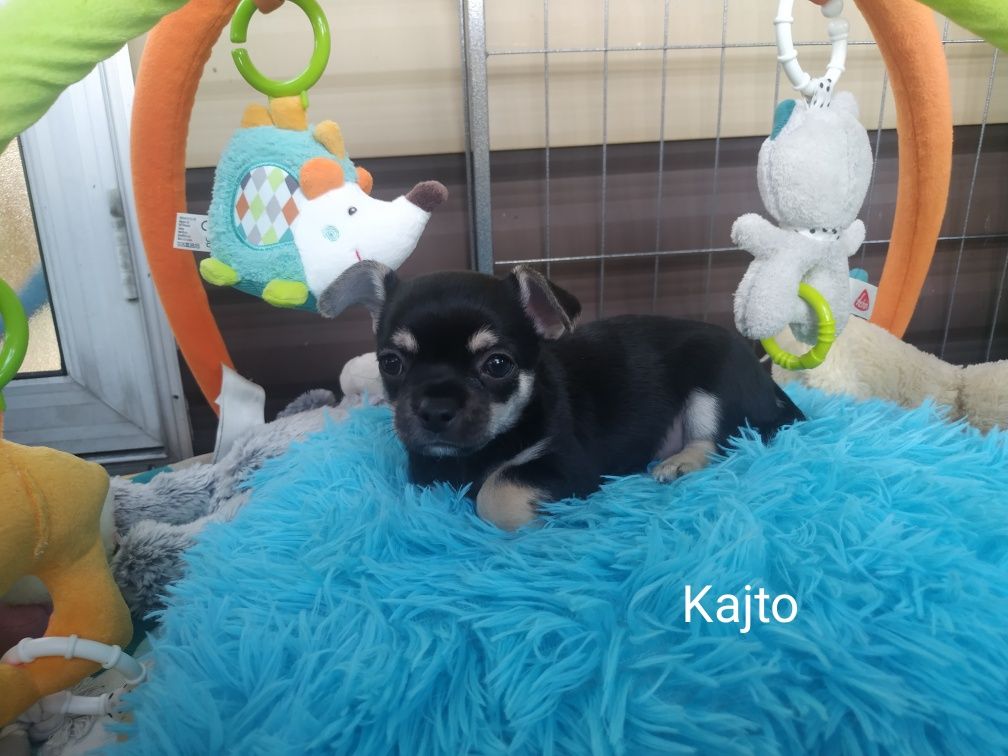 Piesek Chihuahua krótkowłosy
