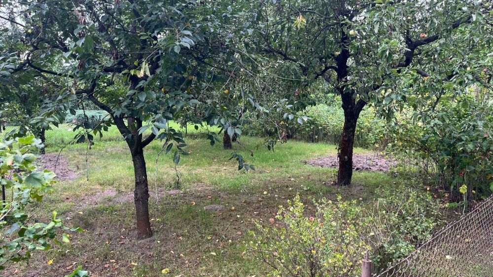 Działka ROD Malwa w Milanówku (ul. Turczynek)