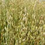 Aveia Certificada - Agricultura Biológica