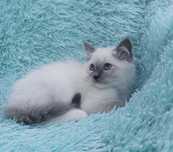 Ragdoll kotka  .