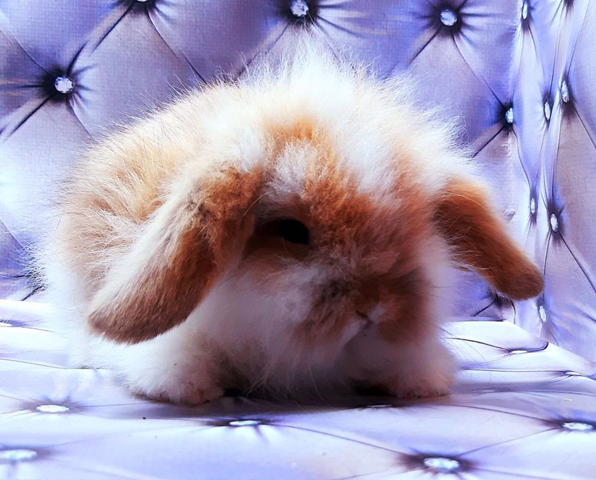 Карликовые супер мини кролики декорат.торчеухие и вислоухие крольчата