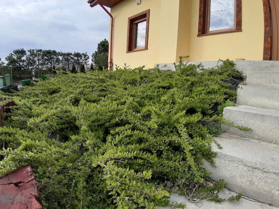 Suchodrzew chiński Lonicera pileata na skarpę żywopłot