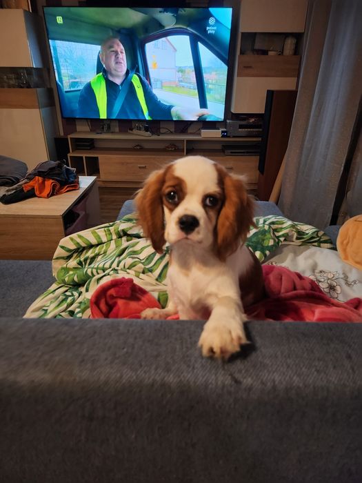 Piesek cavalier king charles spaniel