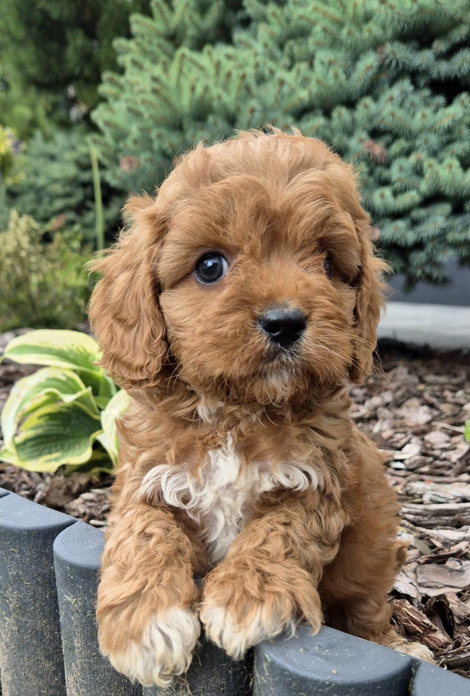 Cavapoo Samczyk hybryda ras