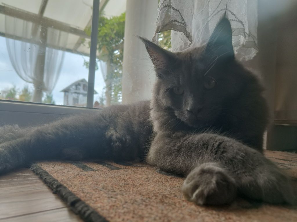Maine coon Śliczna kotka