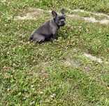 Buldog Francuski samiec blue