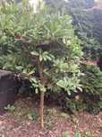 Magnolia biała Dzrewko karłowe 150 cm