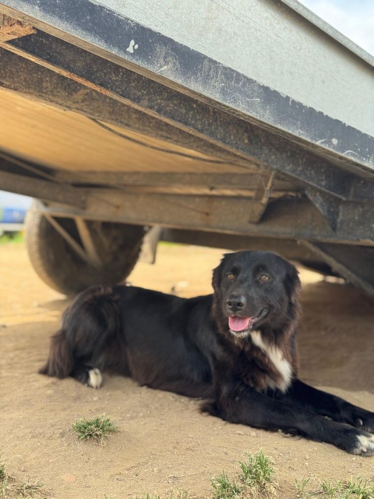 Border Collie fêmea