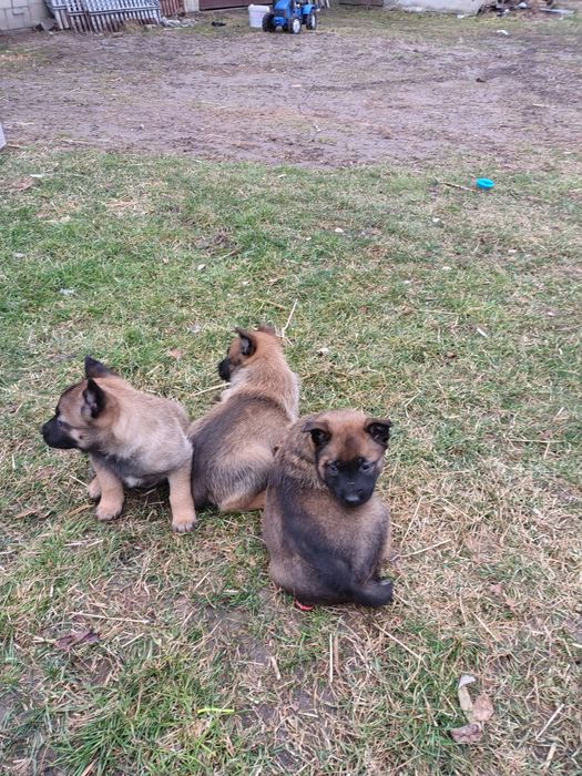 Owczarek Belgijski Malinois
