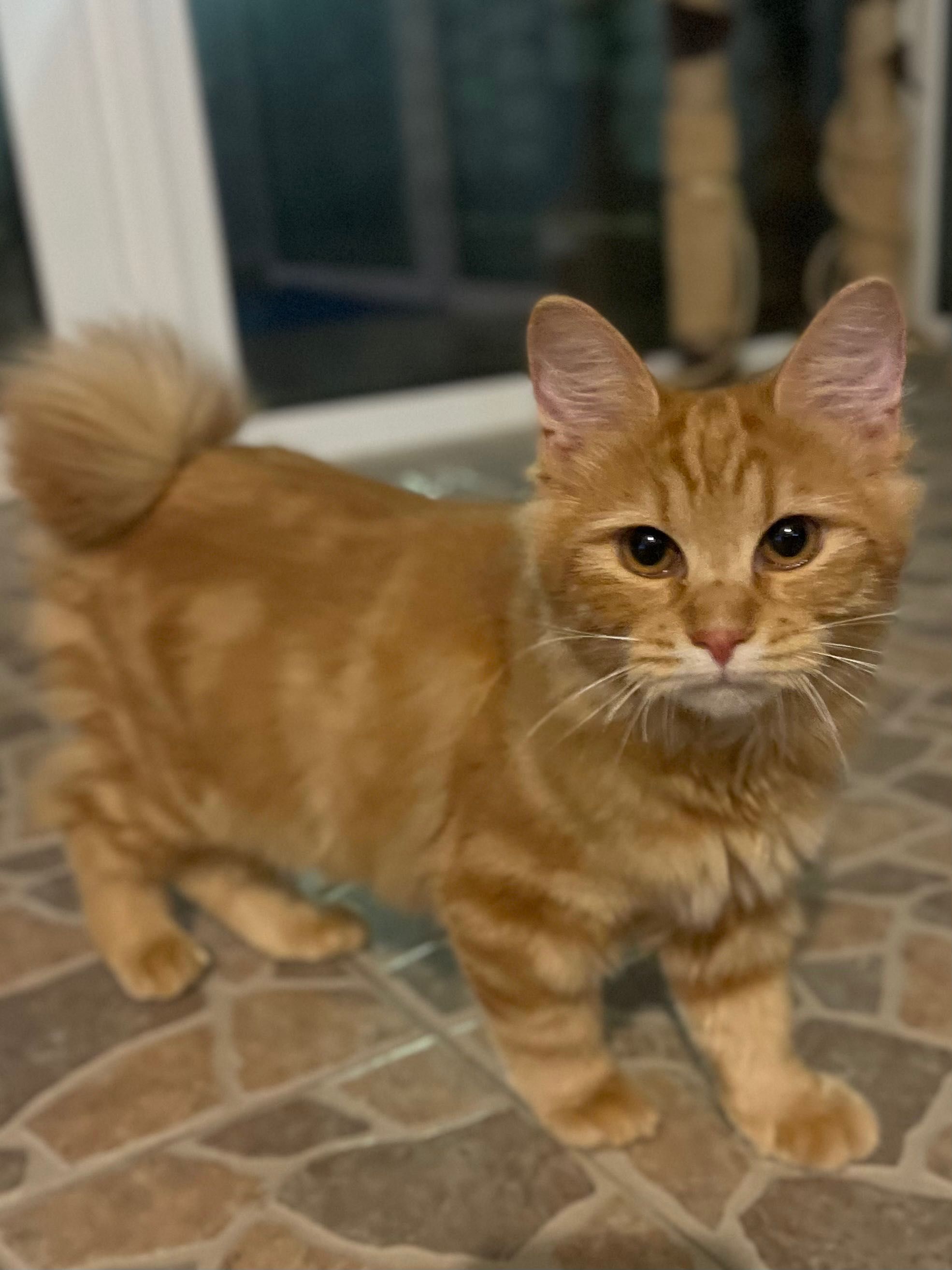 Kurilien Bobtail